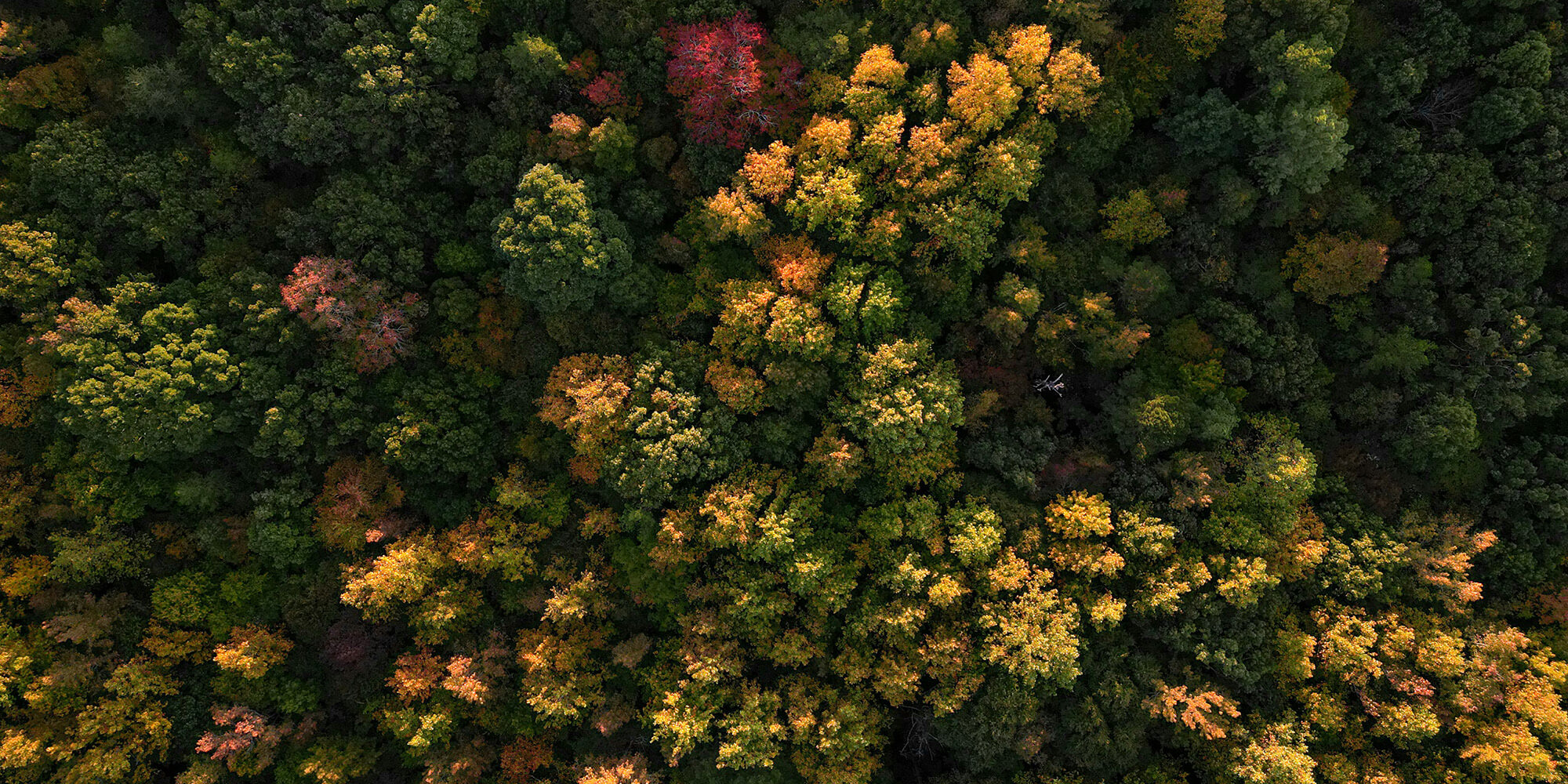 Carbon credits life terra article-1