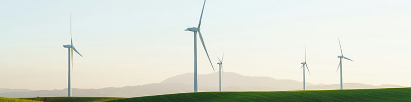 Ecohz Caely newsletter