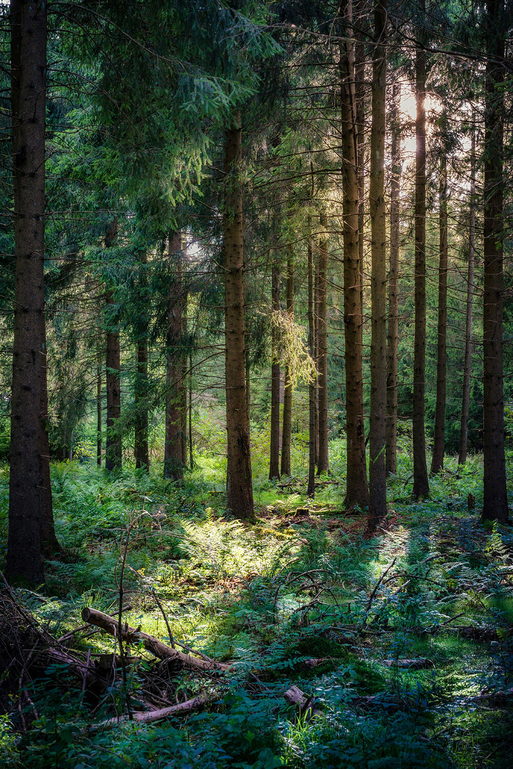 Ecolabels