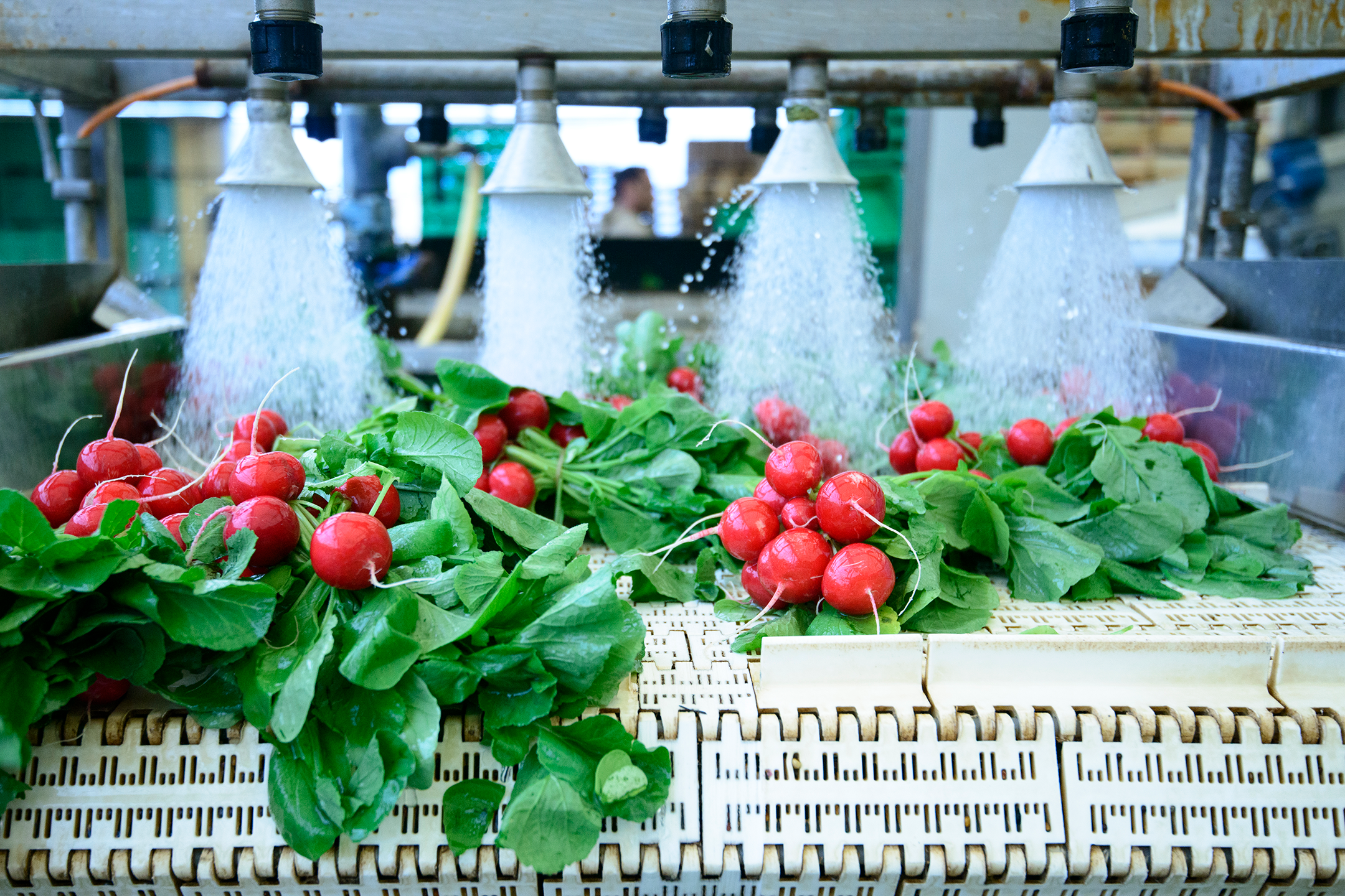 Food industry 2