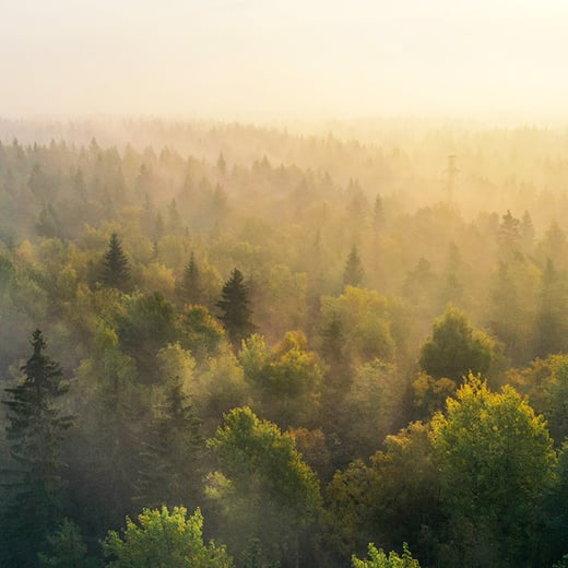 High-quality carbon credits SOME squared