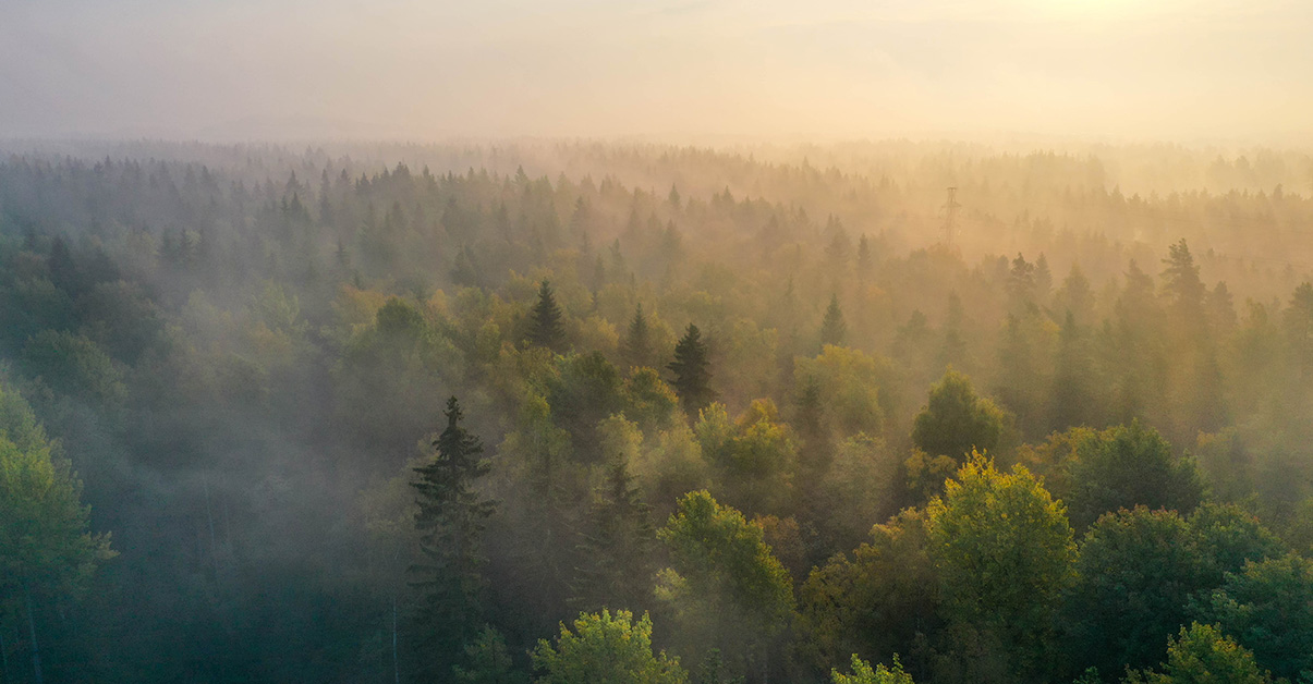 High-quality carbon credits SOME