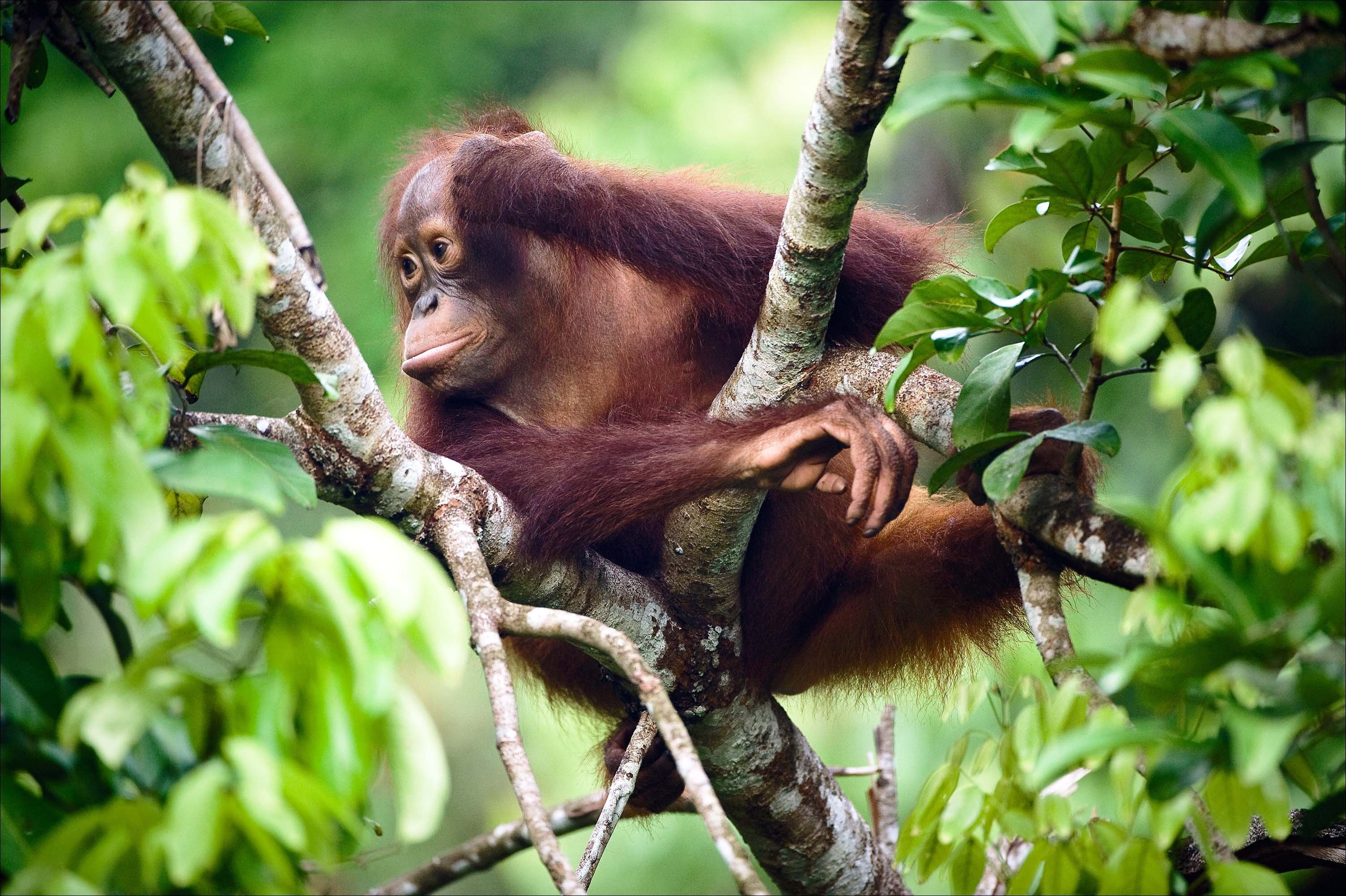 An orangutang - Rimba Raya REDD+ project