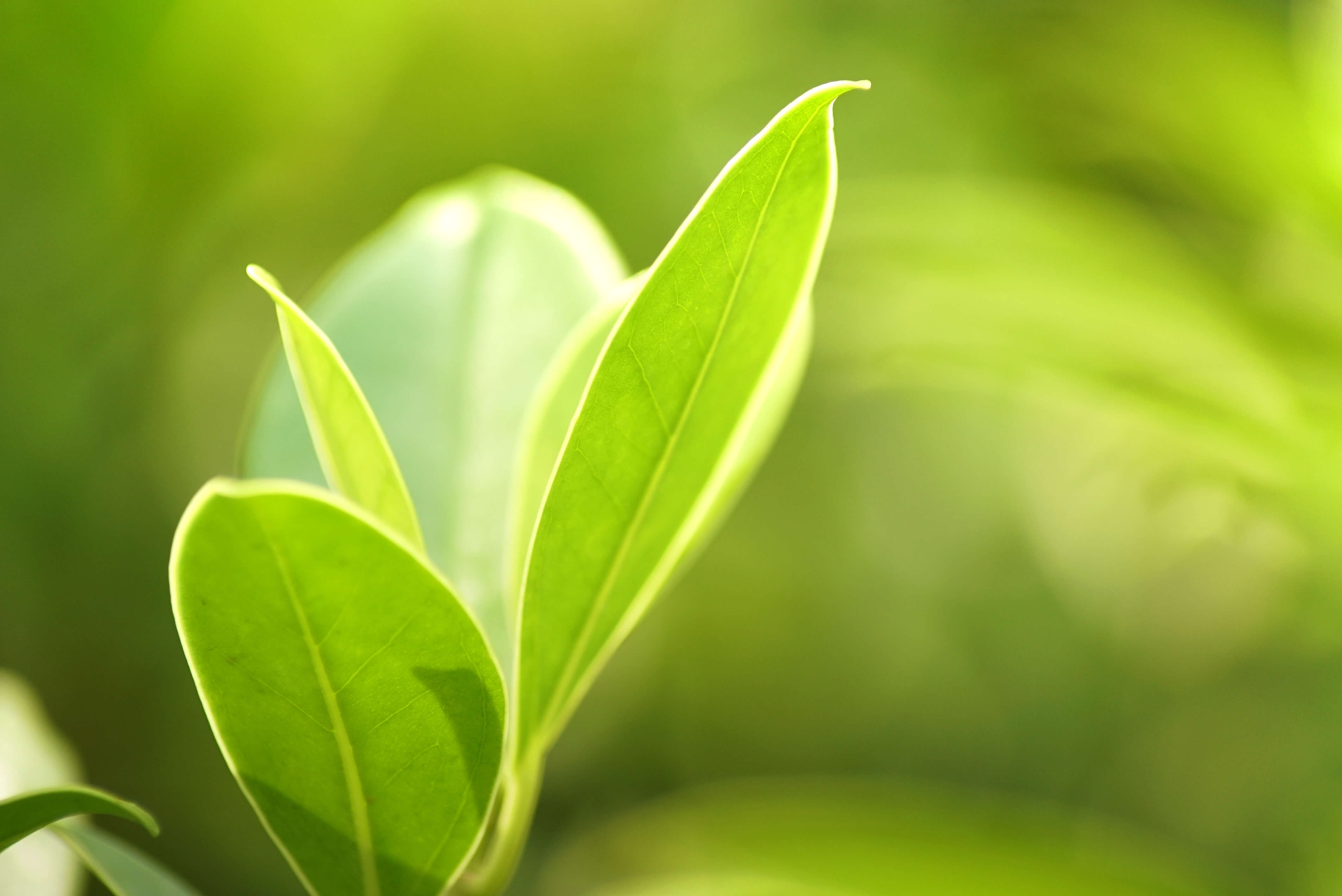 SGS sustainability