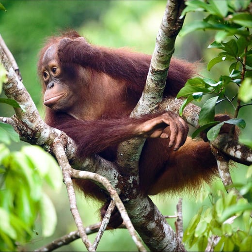 rimba raya squared