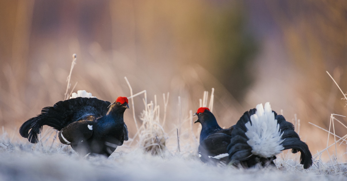 Birds Birds